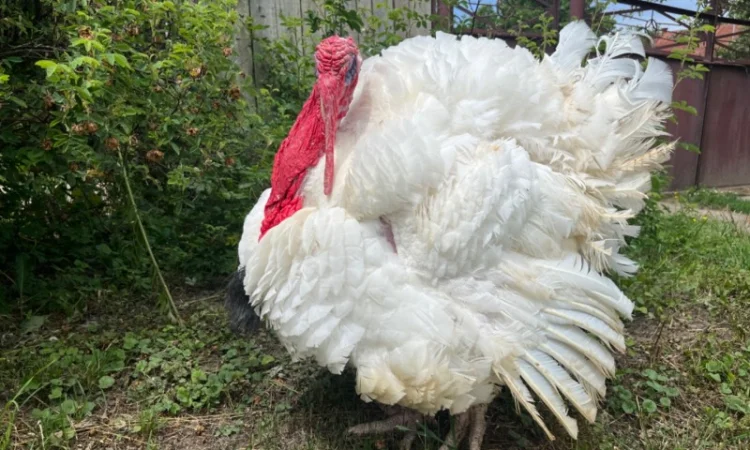 Добовий молодняк індичат важкого кроссу Біг 6 - фото № 1