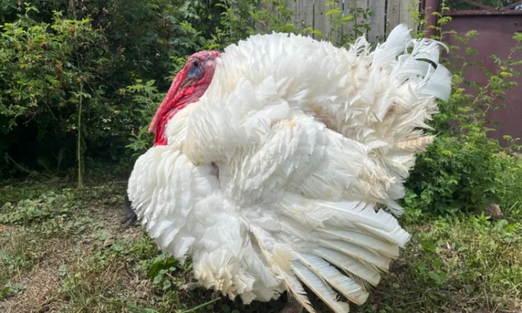 Добовий молодняк індичат важкого кроссу Біг 6 - фото № 3