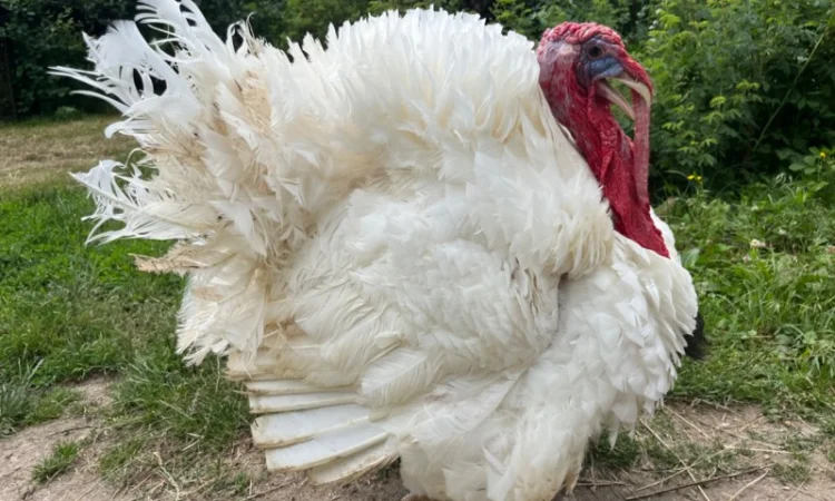 Добові індичата Біг 6 з доставкою по Україні - фото № 1