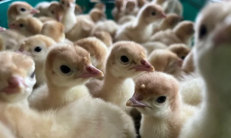 Добові індичата Біг 6 з доставкою по Україні - фото № 2