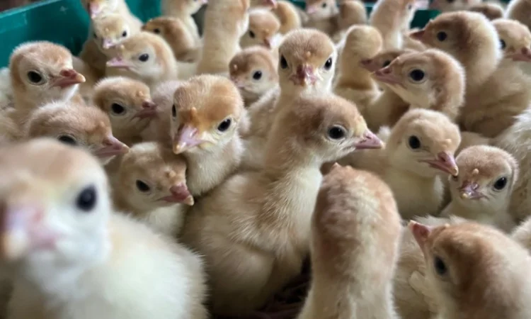 Добові індичата Біг 6 з доставкою по Україні - фото № 3