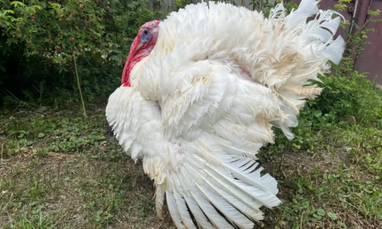 Добові індичата Біг 6 з доставкою по Україні - фото № 4