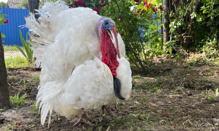 Роздрібна торгівля індичатами важкого кросу Біг 6 - фото № 5