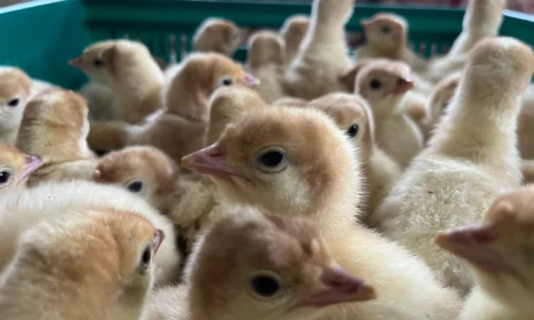 Реалізовуємо добових індичат Біг 6 - фото № 1