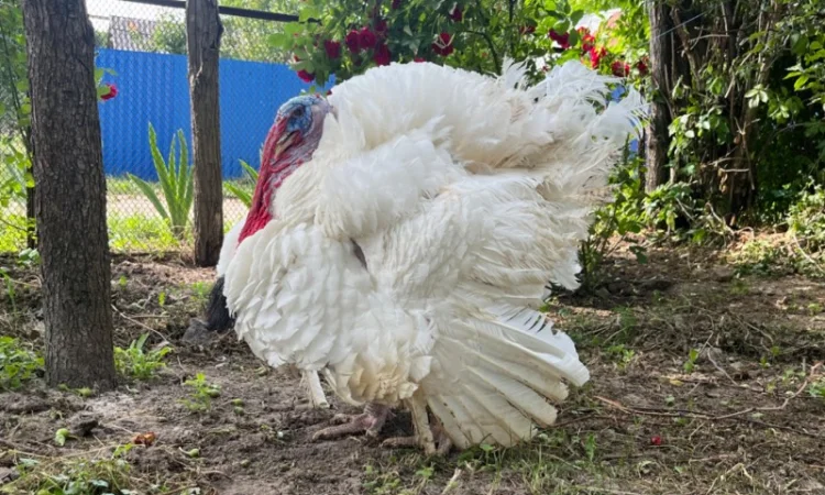 Реалізовуємо добових індичат Біг 6 - фото № 3