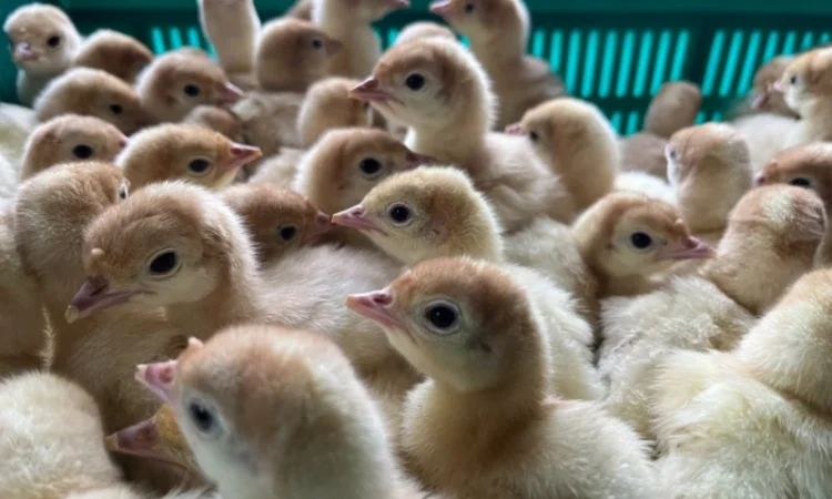 Бройлерний індик Біг 6 з доставкою по Україні - фото № 1