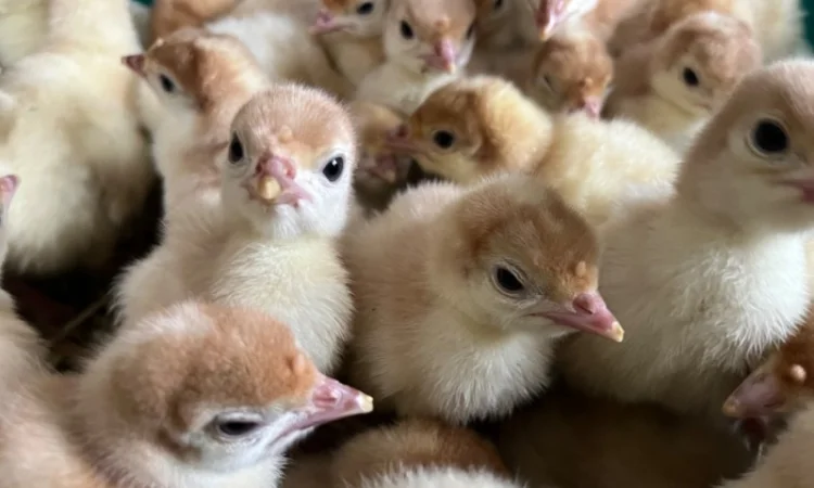 Бройлерний індик Біг 6 з доставкою по Україні - фото № 3