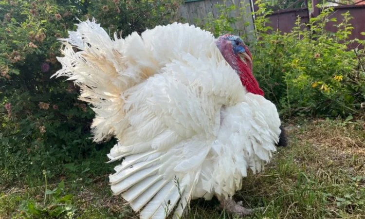 Продаж одноденних індичат Біг 6 - фото № 1