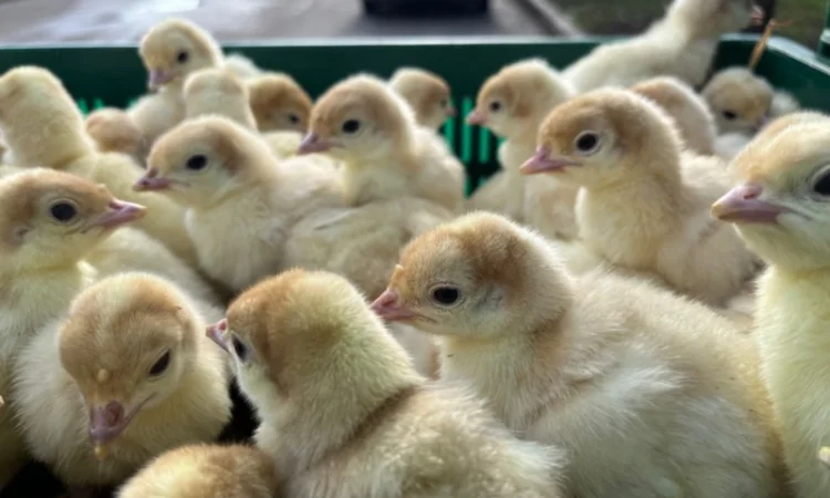 Продаж одноденних індичат Біг 6 - фото № 2