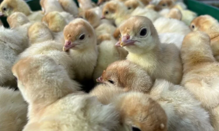 Продаж одноденних індичат Біг 6 - фото № 3