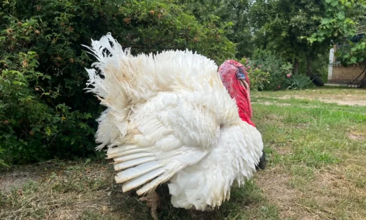 Реалізовуємо добові індичата породи Біг 6 - фото № 6