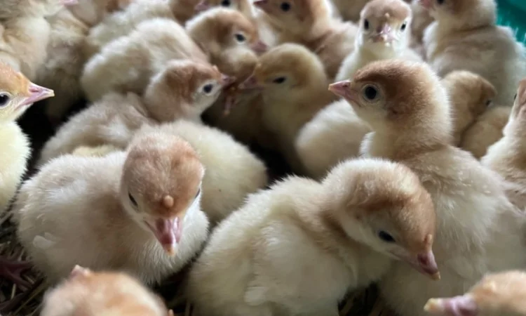 Індичата добові важкого кроссу Біг 6 - фото № 4