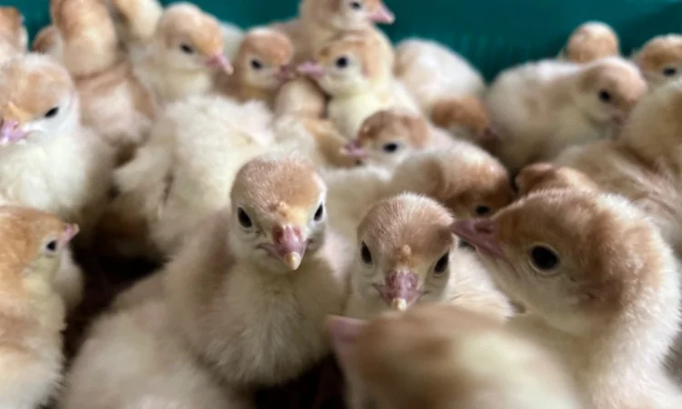 Індичата добові важкого кроссу Біг 6 - фото № 5