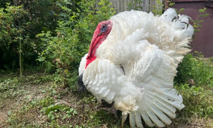 Добові індичата важковаговики Біг 6 - фото № 1