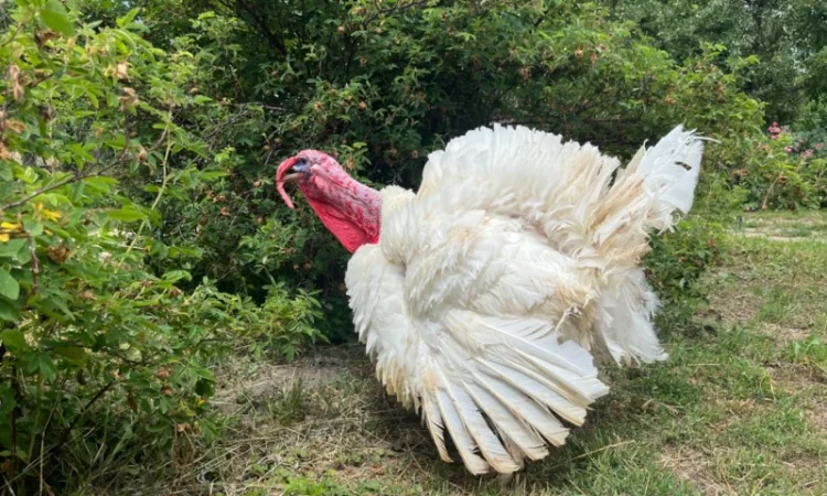 Добові індичата важковаговики Біг 6 - фото № 2