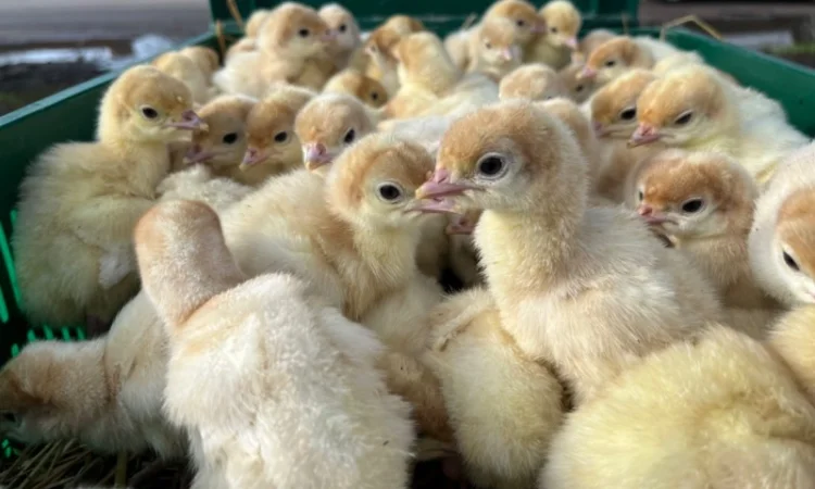 Добові індичата важковаговики Біг 6 - фото № 3