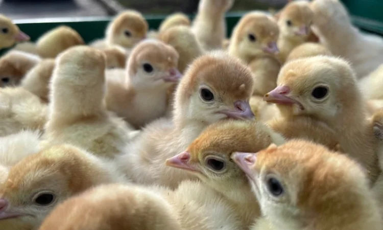 Добові індичата важковаговики Біг 6 - фото № 5