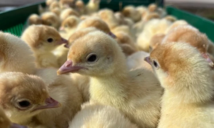 Продаж добових індичат породи Біг 6 Опт та роздріб - фото № 2