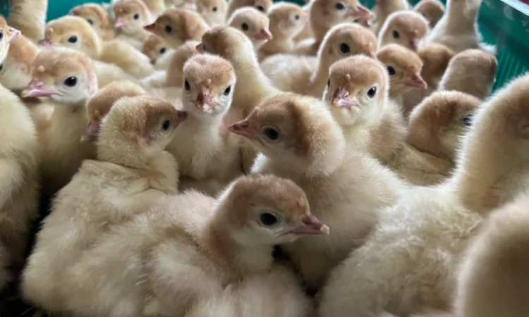 Роздрібна торгівля добовими індиками Біг 6 - фото № 1