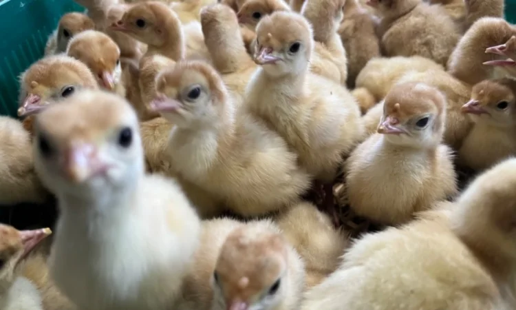 Роздрібна торгівля добовими індиками Біг 6 - фото № 2