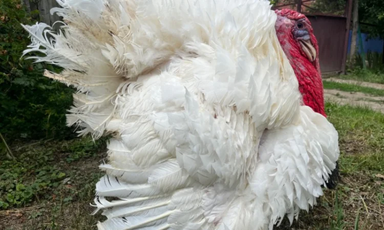 Роздрібна торгівля добовими індиками Біг 6 - фото № 4