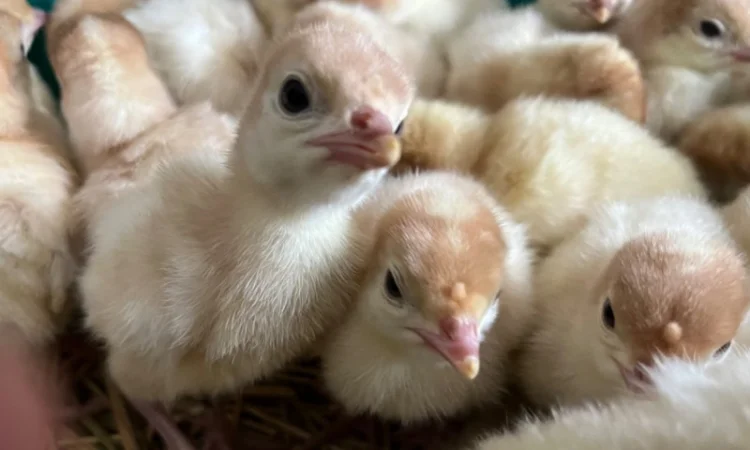 Опт та роздріб індик важковаговик Біг 6 - фото № 1