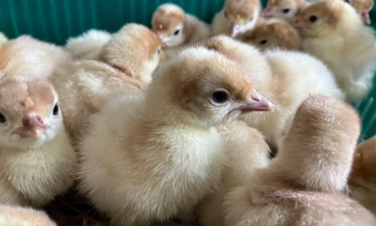 Опт та роздріб індик важковаговик Біг 6 - фото № 2