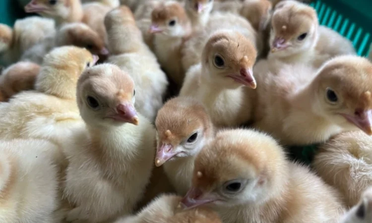 Опт та роздріб індик важковаговик Біг 6 - фото № 3