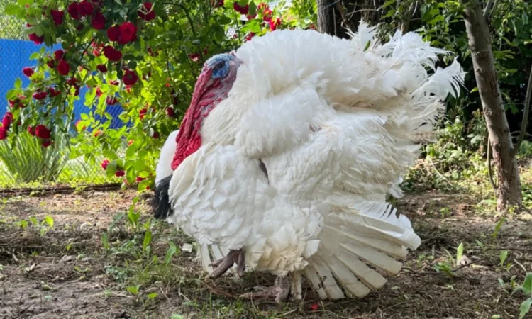 Опт та роздріб індик важковаговик Біг 6 - фото № 5