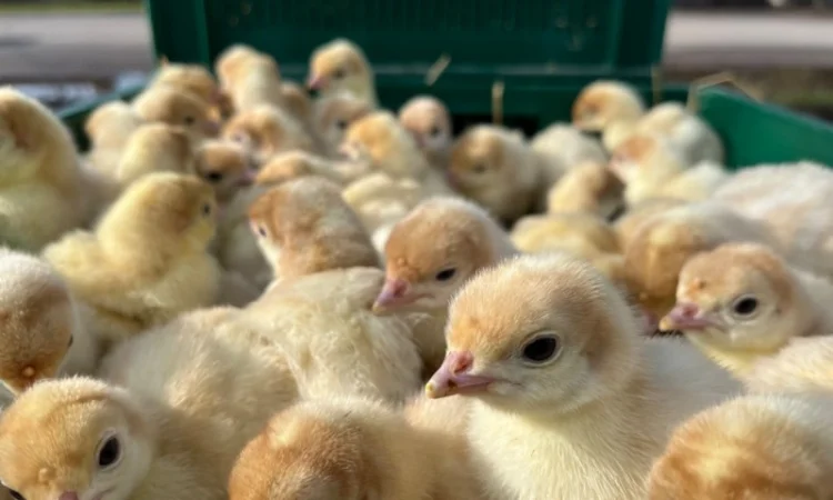 Доставляємо індичат важкого кросу Біг 6 - фото № 2