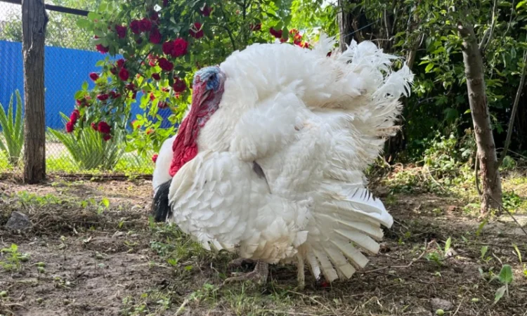 Доставляємо індичат важкого кросу Біг 6 - фото № 3