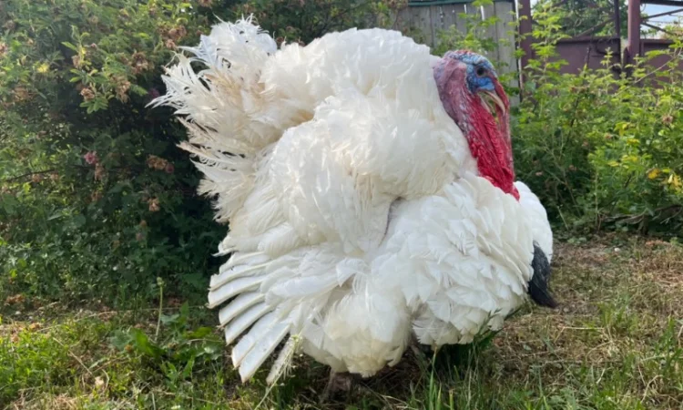 Доставляємо індичат важкого кросу Біг 6 - фото № 4