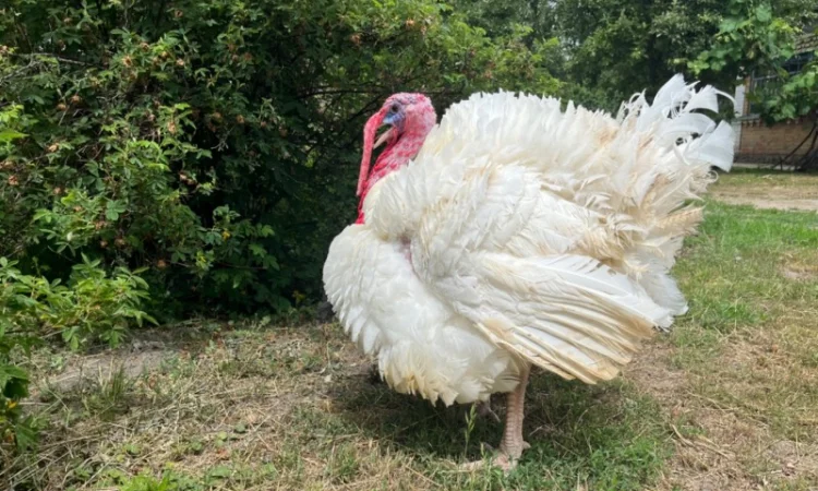 Продаж бройлерних індичат Біг 6 доставка по області та Україні - фото № 3