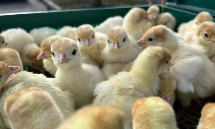 Продаж бройлерних індичат Біг 6 доставка по області та Україні - фото № 5