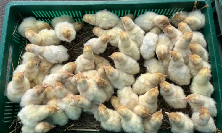 Продаж бройлерних індичат Біг 6 доставка по області та Україні - фото № 6