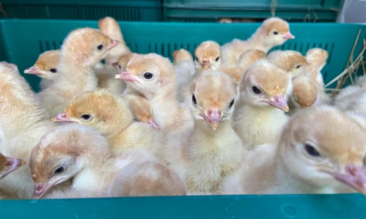 Пропонуємо одноденних індичат Біг 6 з доставкою - фото № 1