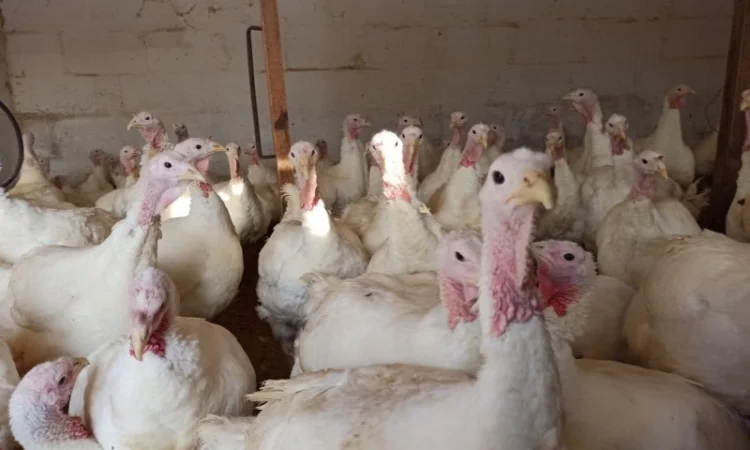 Пропонуємо одноденних індичат Біг 6 з доставкою - фото № 2