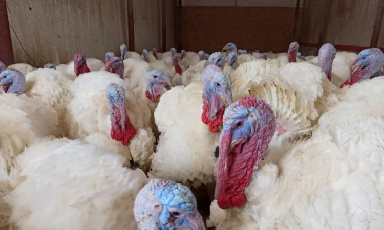 Індичата Біг 6 Венгерське потомство - фото № 1