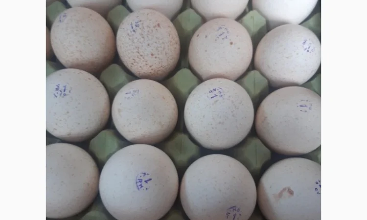 Індичата Біг 6 Венгерське потомство - фото № 2