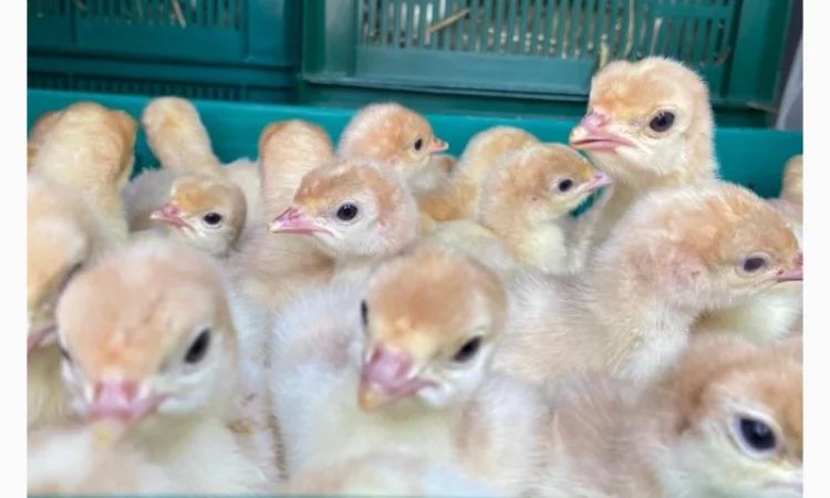 Індичата Біг 6 Венгерське потомство - фото № 3