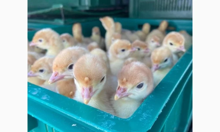 Індичата Біг 6 Венгерське потомство - фото № 4