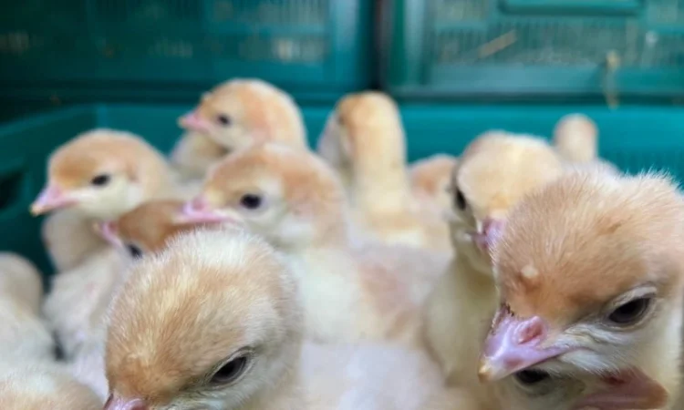 Індичата Біг 6 Венгерське потомство - фото № 5