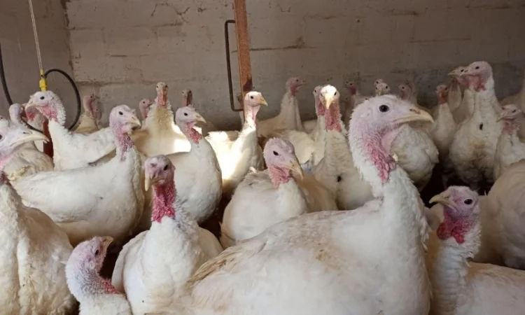 Індичата Біг 6 Венгерське потомство - фото № 6