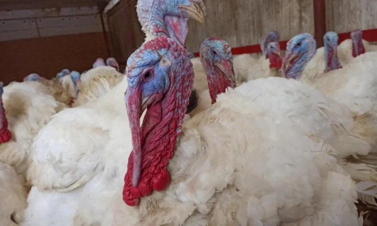 Індичата вадкого кроссу Біг 6 Опт та у роздріб - фото № 1