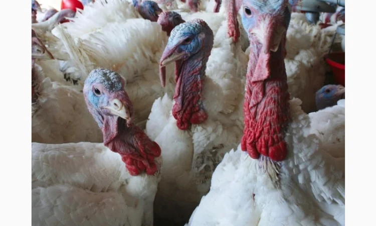 Індичата вадкого кроссу Біг 6 Опт та у роздріб - фото № 2