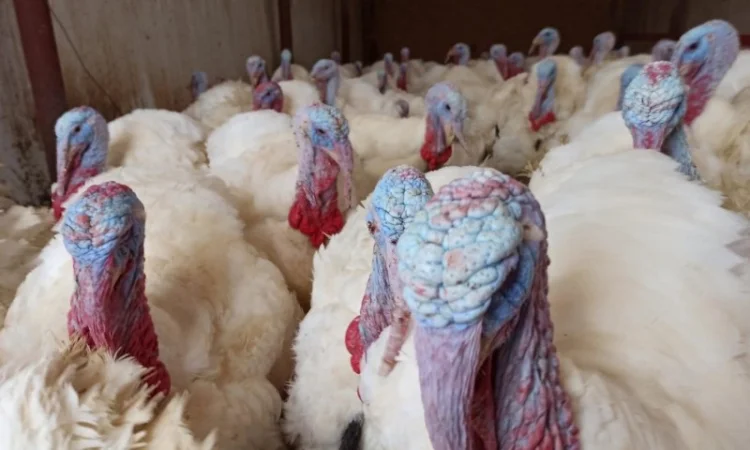 Індичата вадкого кроссу Біг 6 Опт та у роздріб - фото № 4