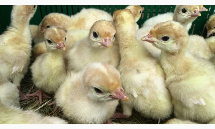 Індичата вадкого кроссу Біг 6 Опт та у роздріб - фото № 5