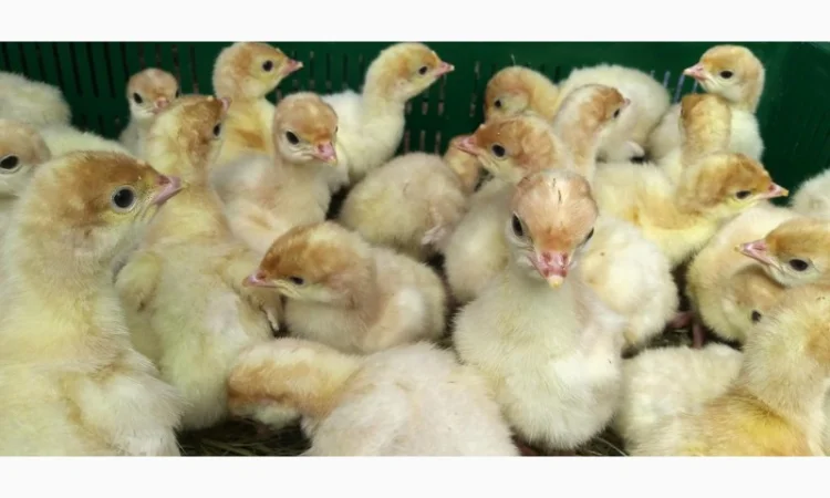 Індичата вадкого кроссу Біг 6 Опт та у роздріб - фото № 6