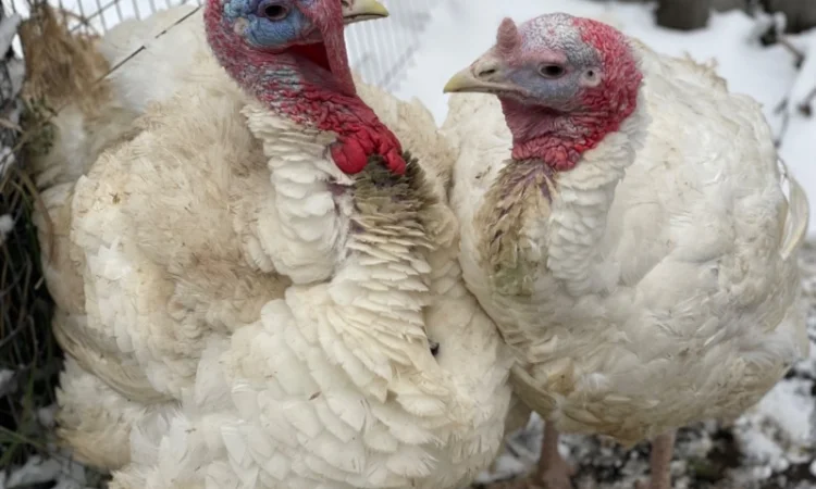 Добові індичата кросса Big 6(B.U.T.) - фото № 2