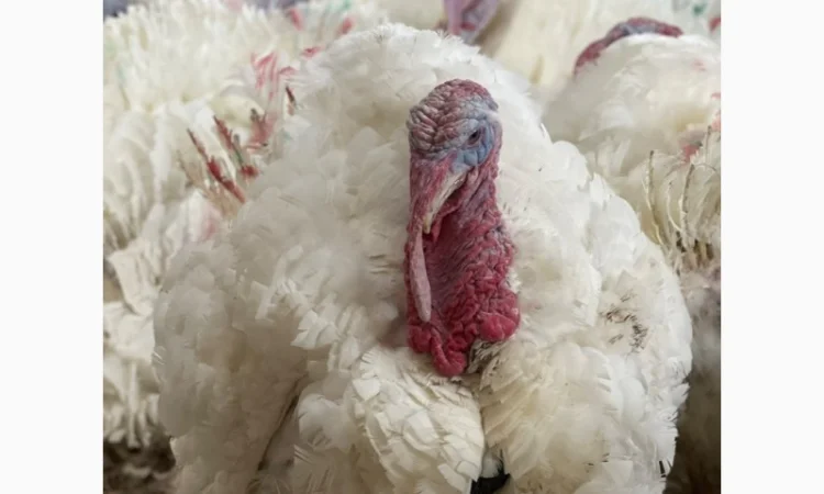 Добові індичата кросса Big 6(B.U.T.) - фото № 3